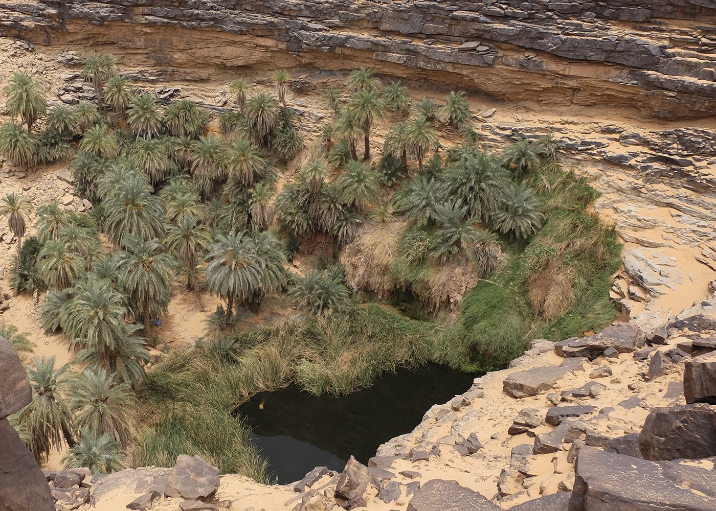 Oasi Meheret mauritania palme lago rocce