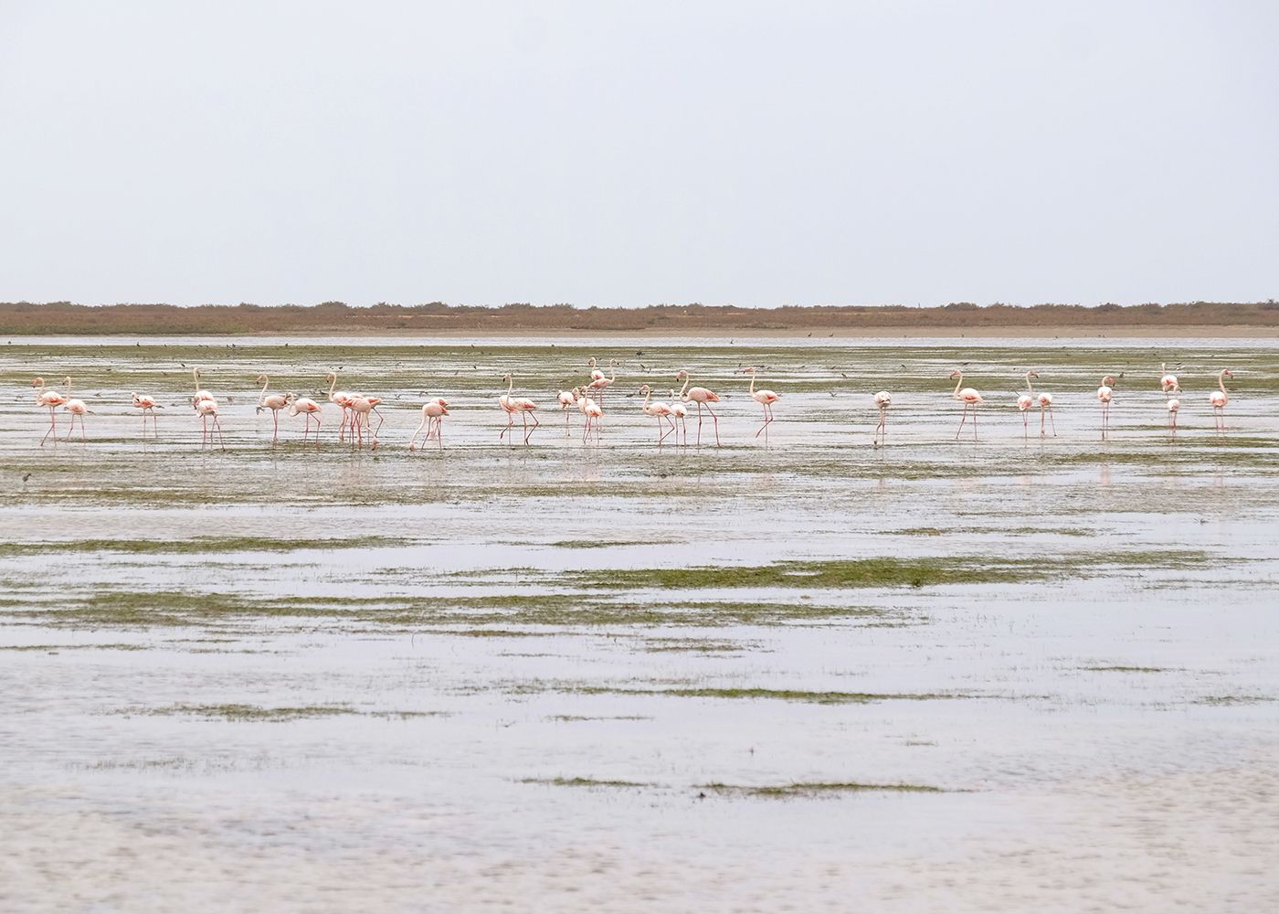 Mauritania parco Banc Arguin fenicotteri laguna