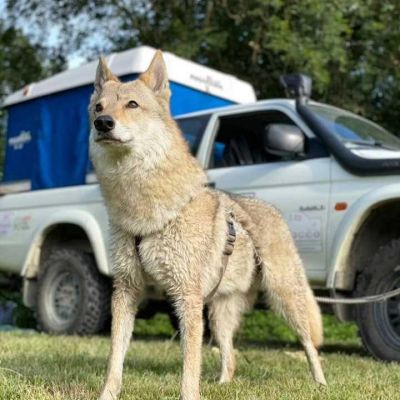 Viaggi 4x4 con cani